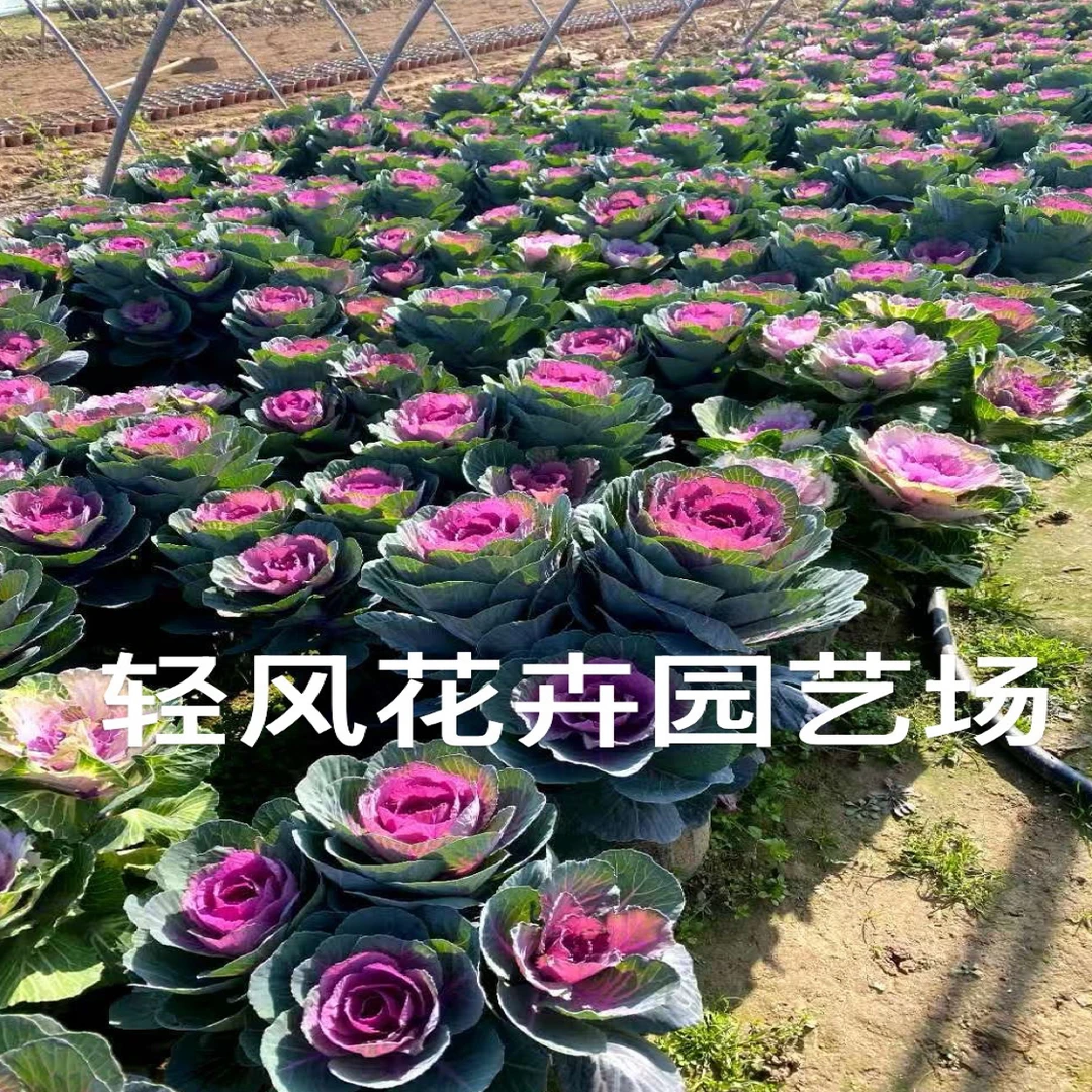 红华美大苗3个头耐寒易养羽衣甘蓝花卉盆栽室内外阳台庭院种植