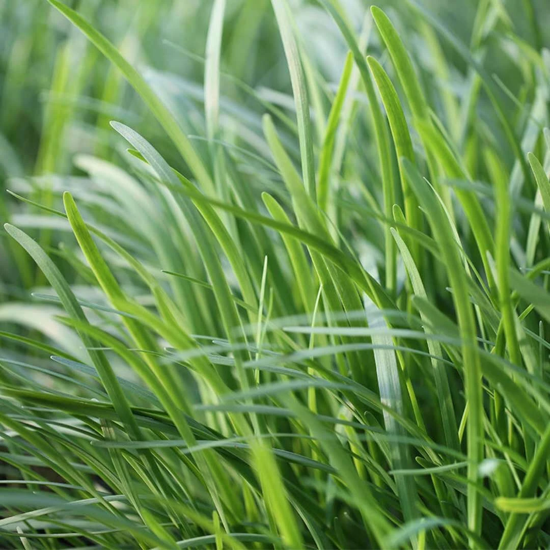 【汇峰农场】绿色认证安心韭菜净重2/3斤（±2两）新鲜现割 顺丰包邮