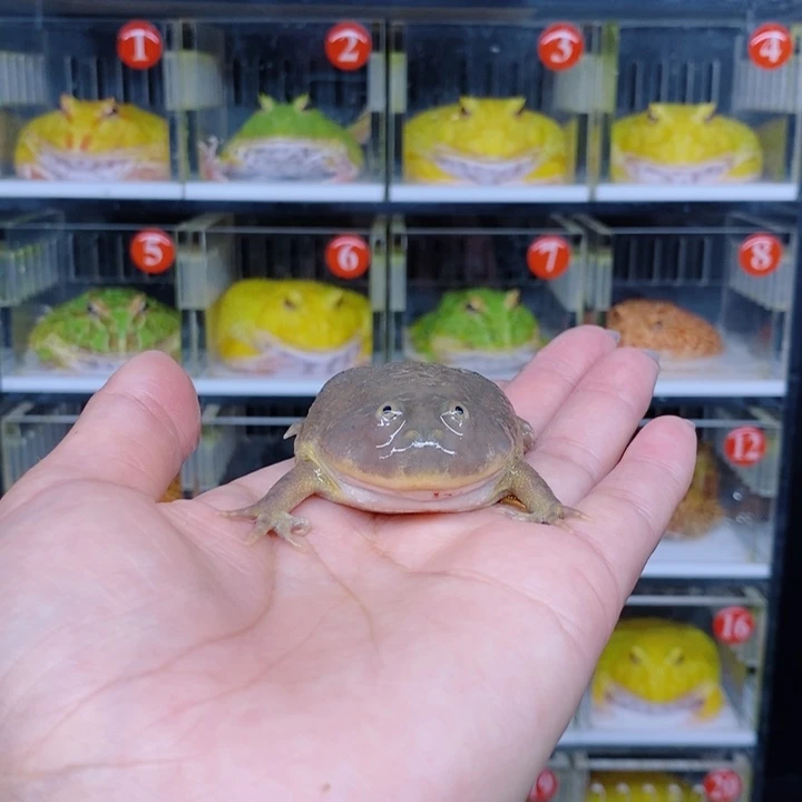 角蛙恭喜发财大吉大利