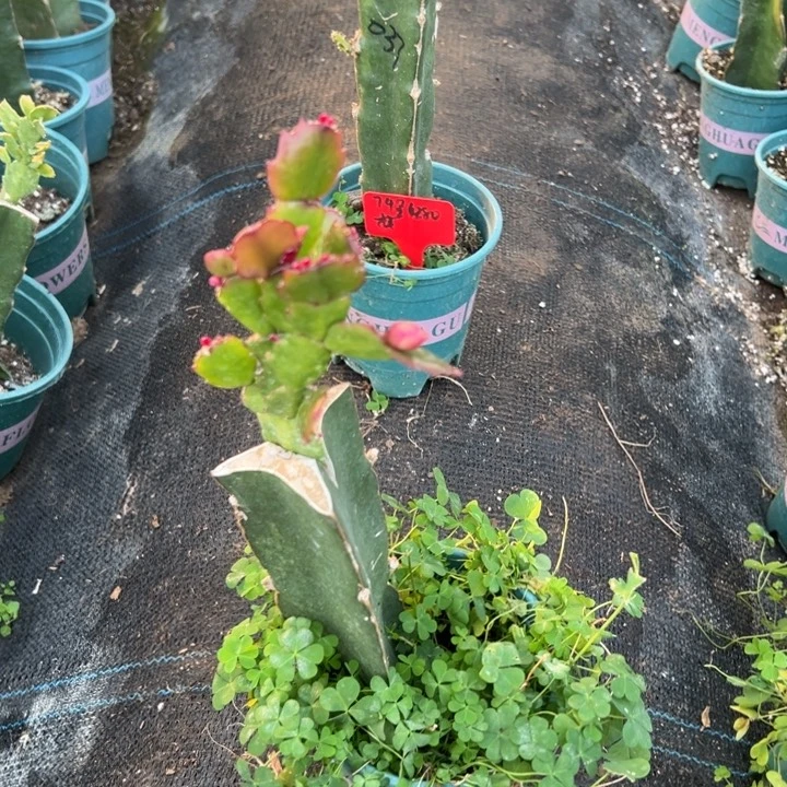 *****76号037黄色重瓣，080