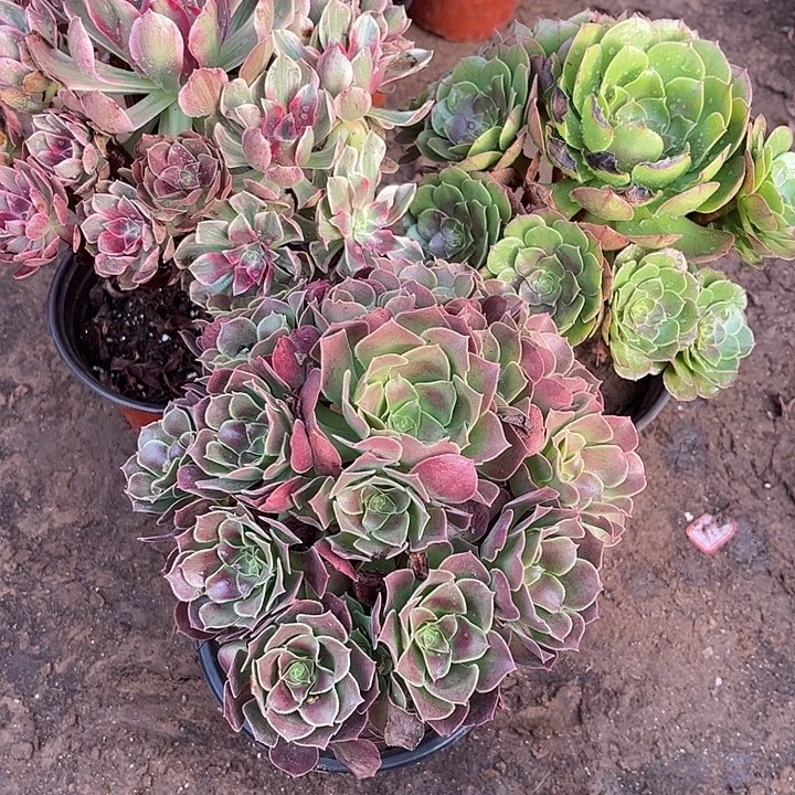 493多肉植物组合，