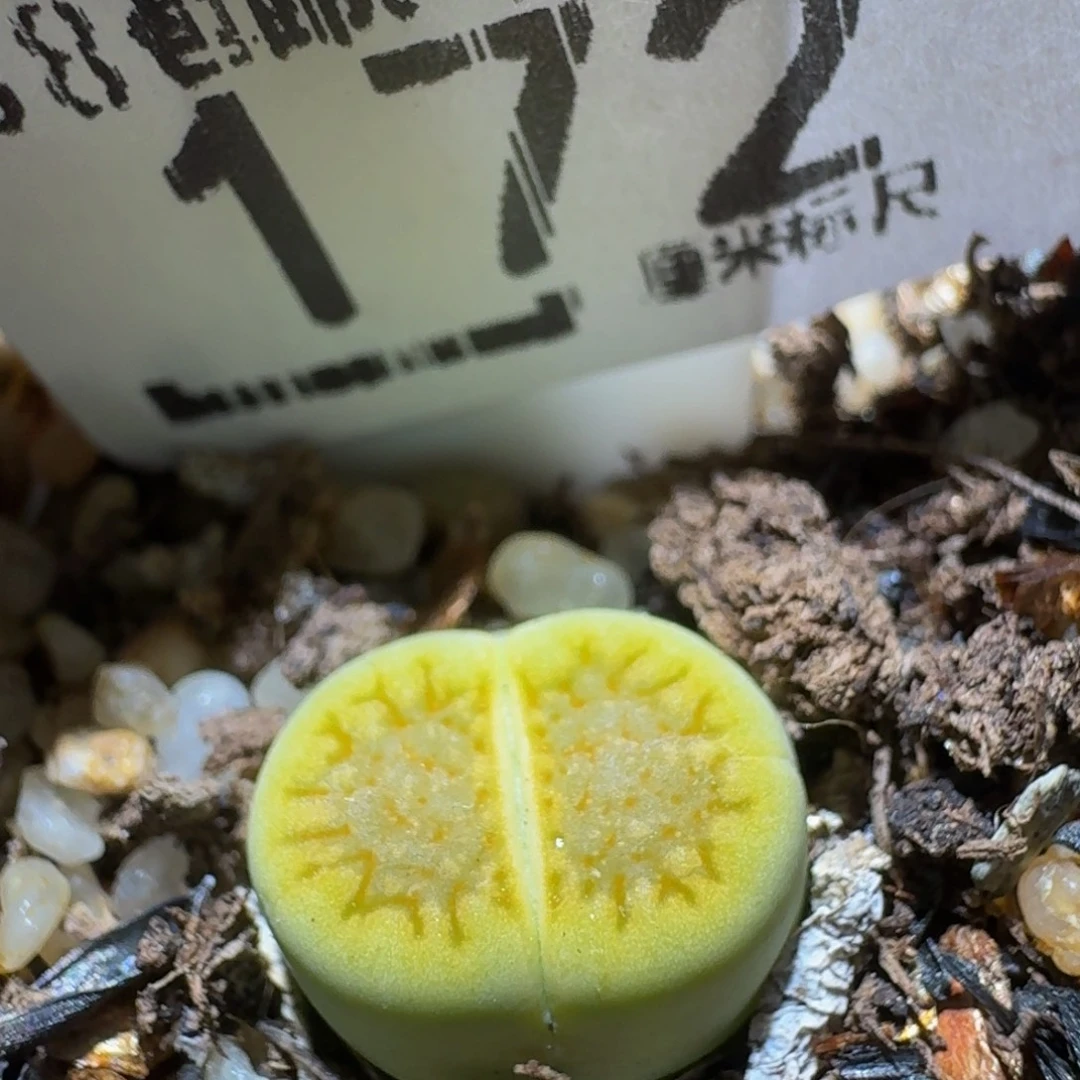 Ssss精品生石花172