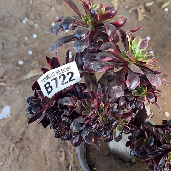 蜜**香多肉植物一个有伤