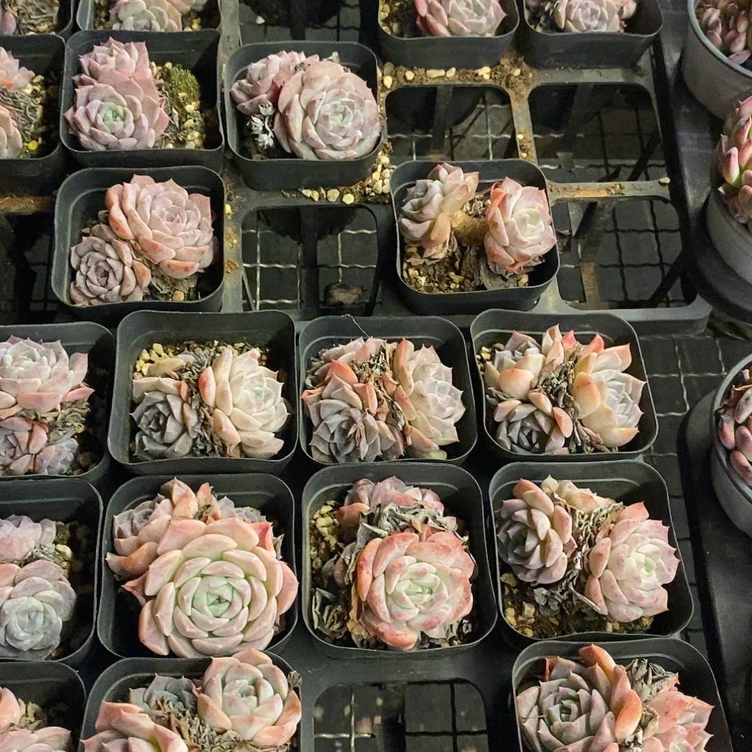 紫纯爱，福利多多