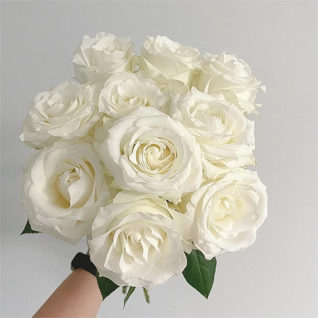 【骄傲玫瑰】云南直发玫瑰鲜花两单顺丰冷链包邮ZH