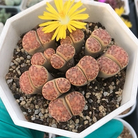 多肉肉锥 11头 红柘榴