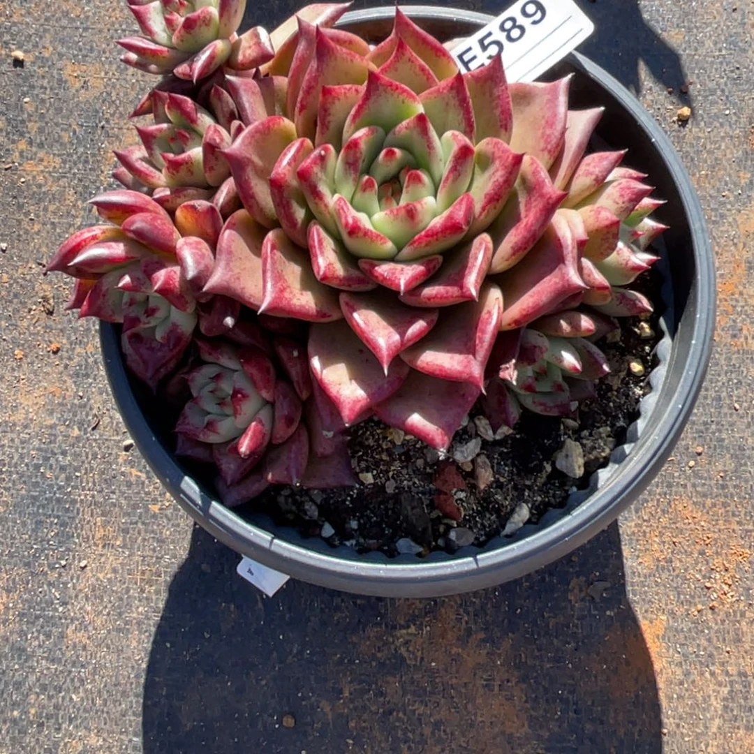 无花朵若茹东云单拍E589