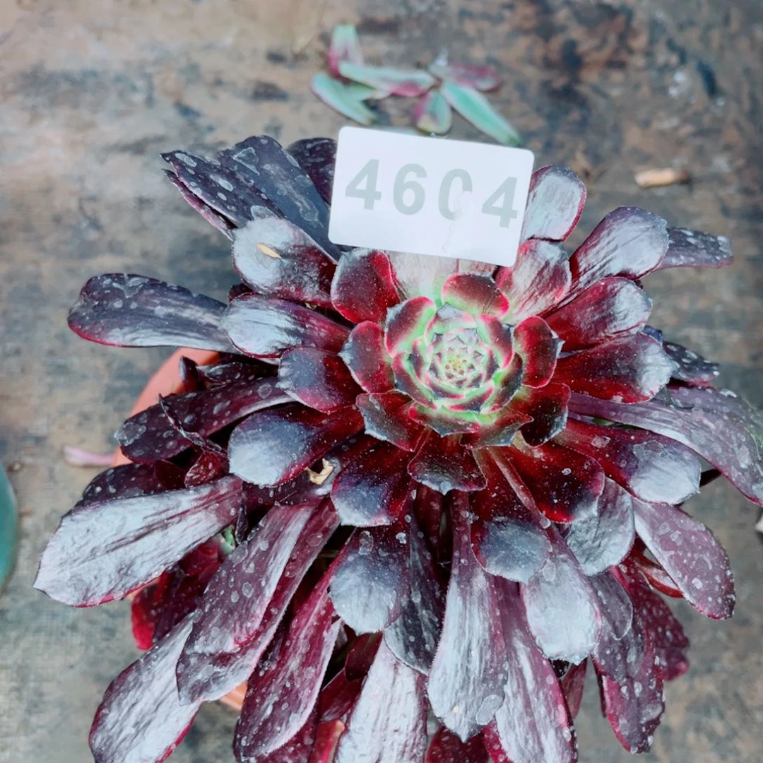 紫罗兰多肉发货发货