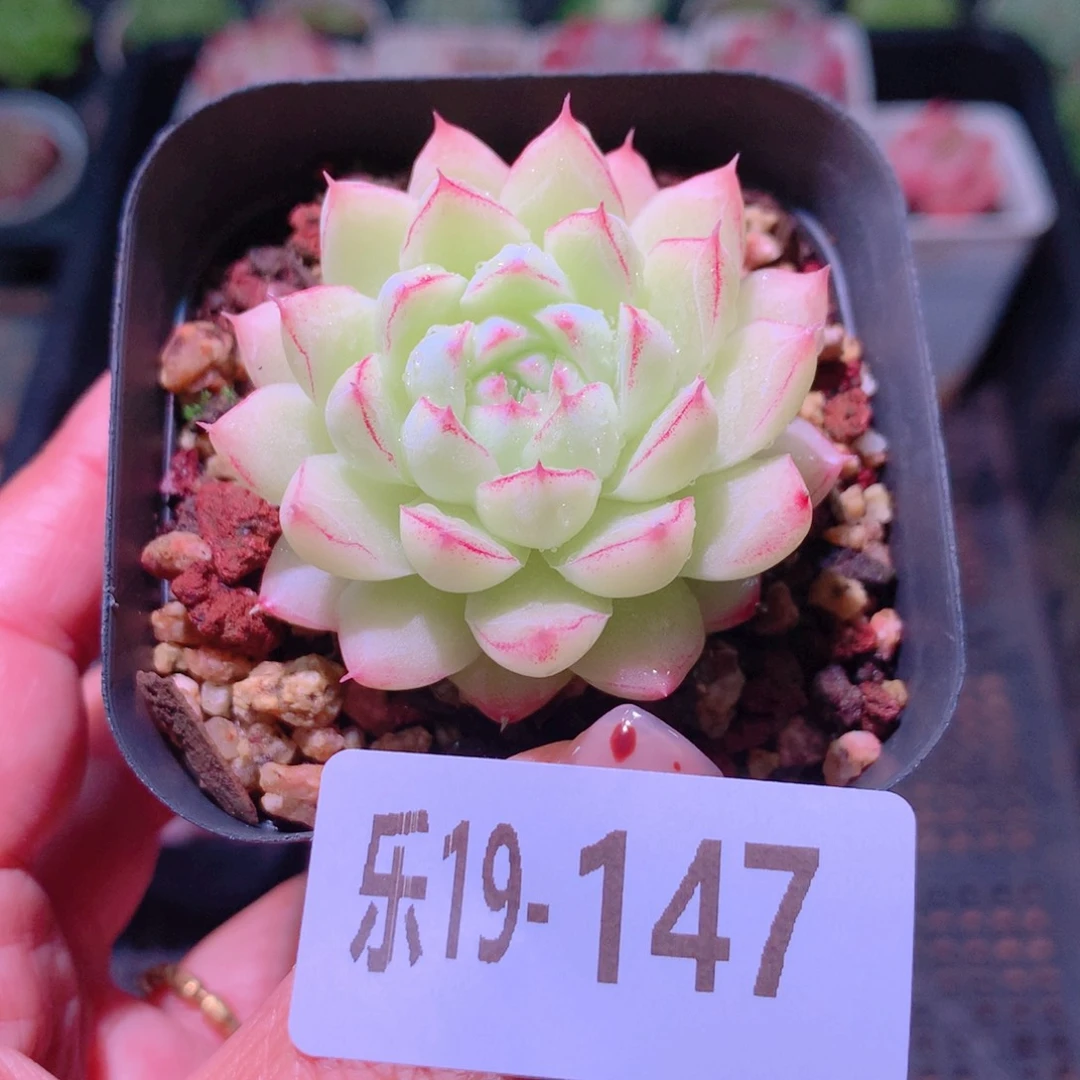 乐然19-147 女王玫瑰