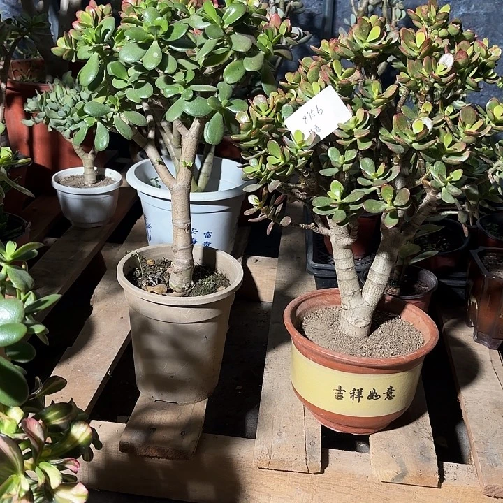 封***…当前无花栽培后可以开花韩国紫叶糖果姬红100