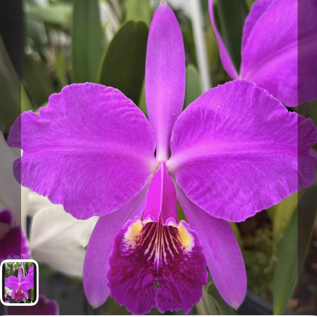 深红路德精选卡特兰 C. lueddemanniana