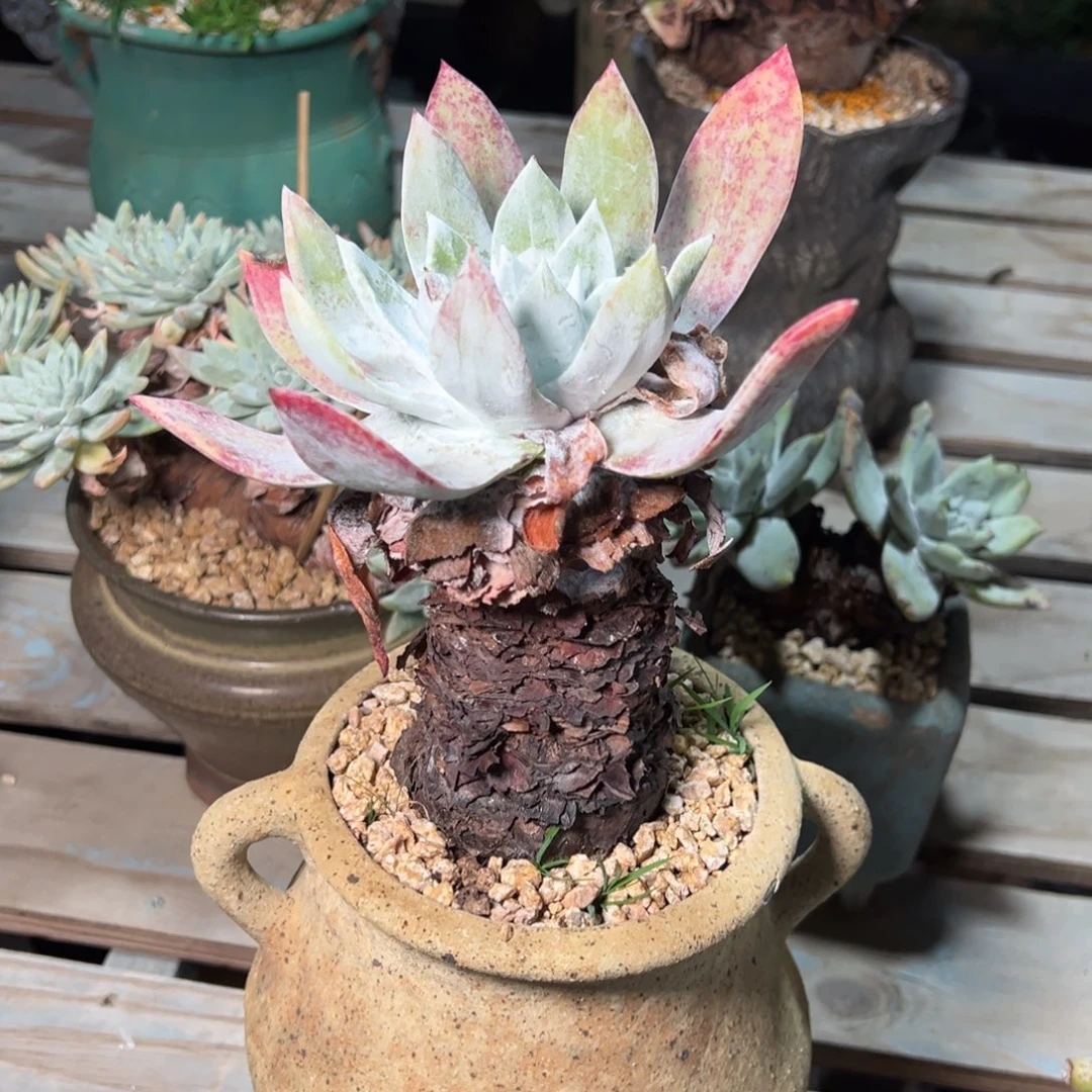 3790赛丽娜哈哈哈哈哈哈