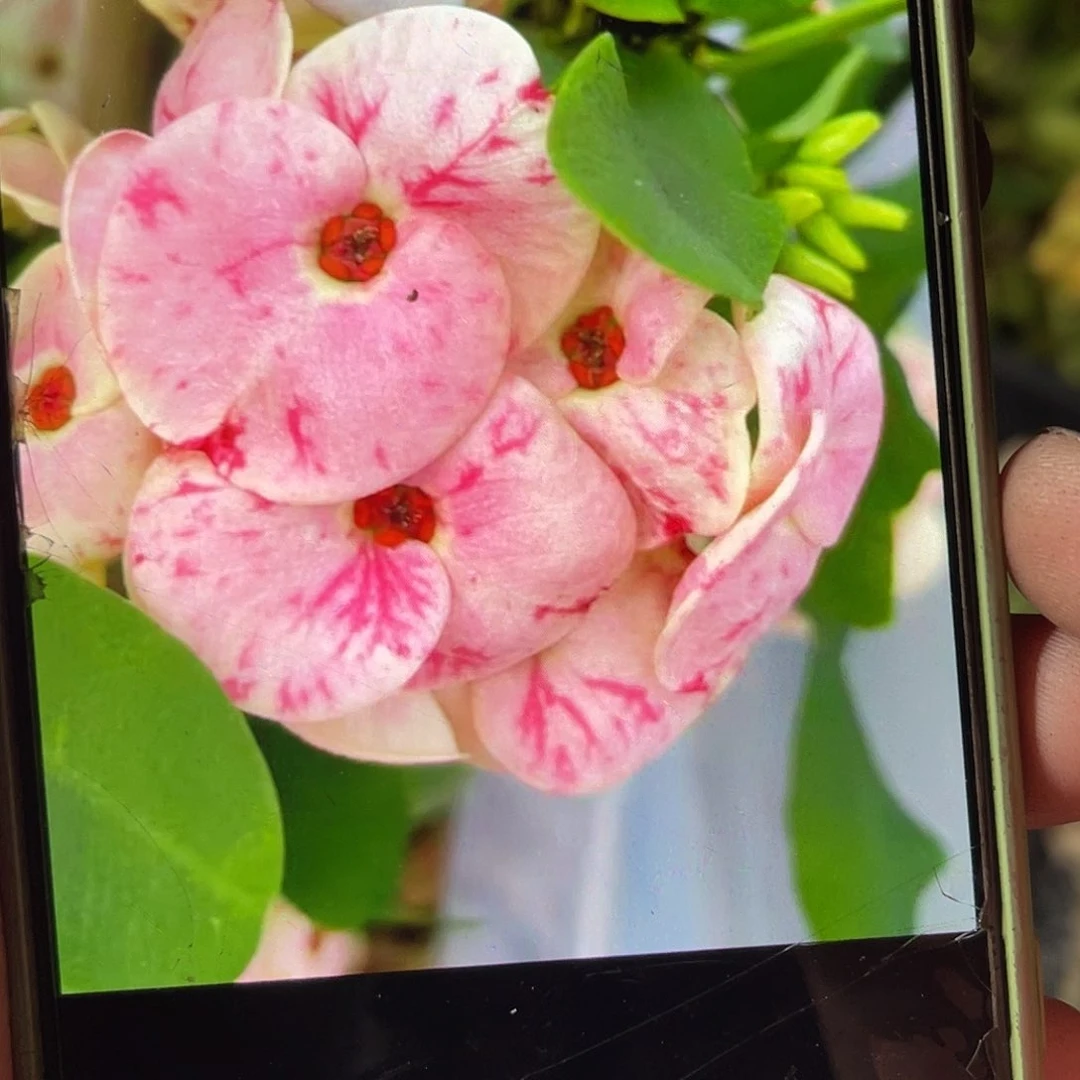 园艺芦荟多肉植物虎刺梅多肉（实生）