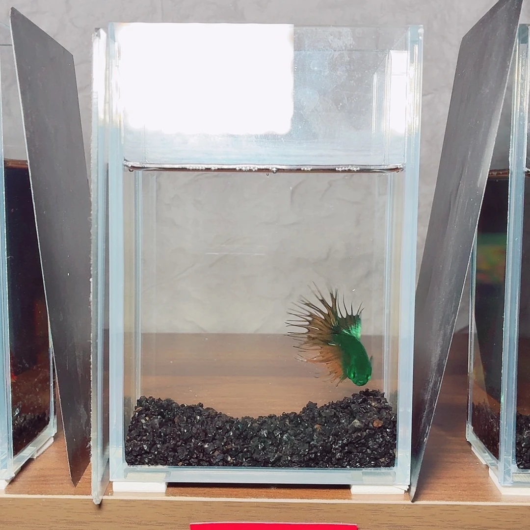 斗鱼绿魔狮王公鱼