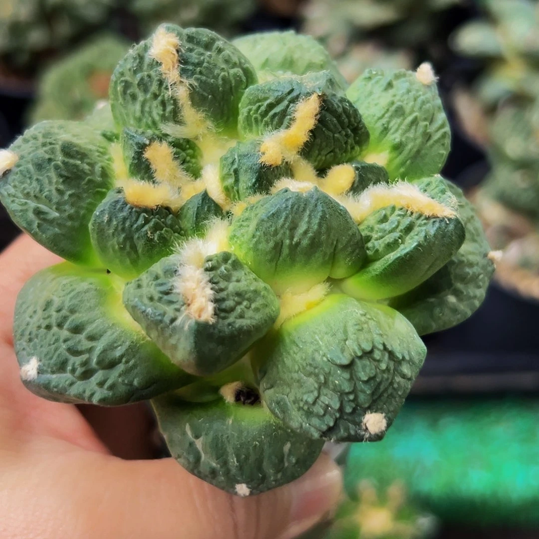 无花朵福利双心龟甲牡丹574