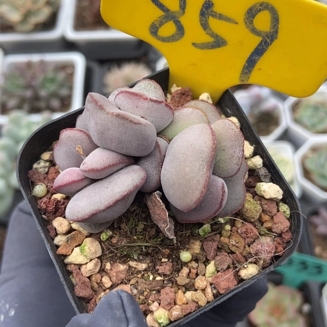 859红蛋多肉植物保护