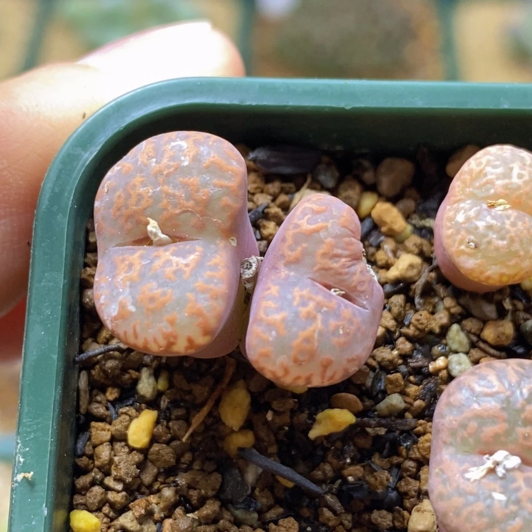 饲****0好看好看好看的朱雀朱雀