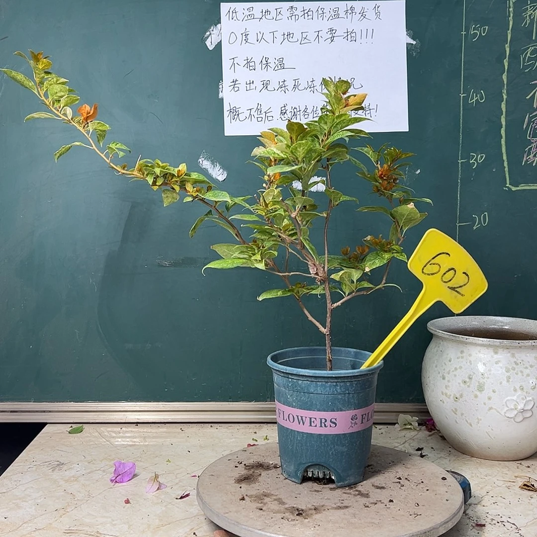 完全开放  沙斑女郎  602