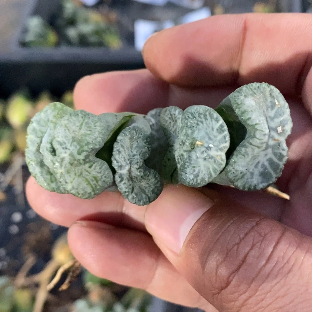 一颗实生牛叉玉扇