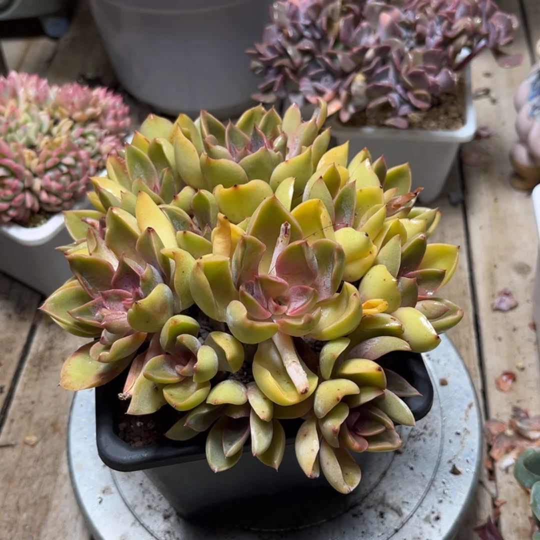 琼斯多肉植物duoduochi