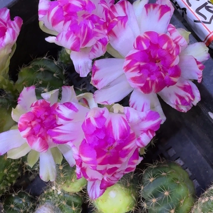 25丽花61歪3公分左右无根侧牙，20包邮