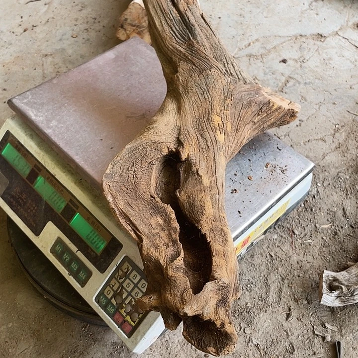 东***风柏木崖柏雅吧崖柏