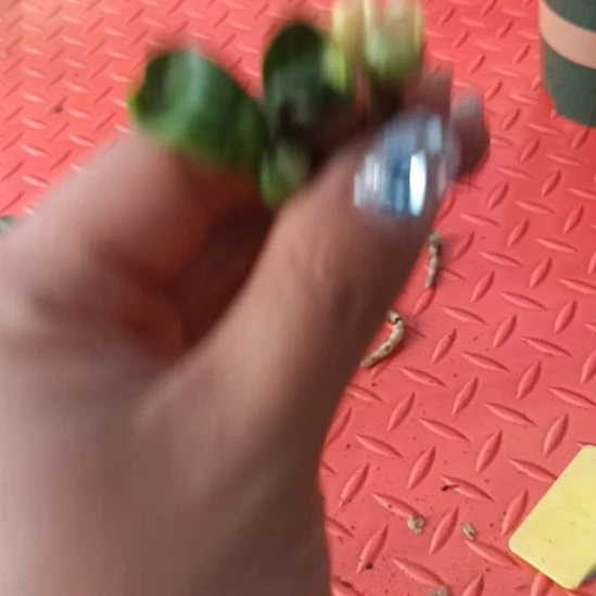 高**行特色花卉君子兰小苗