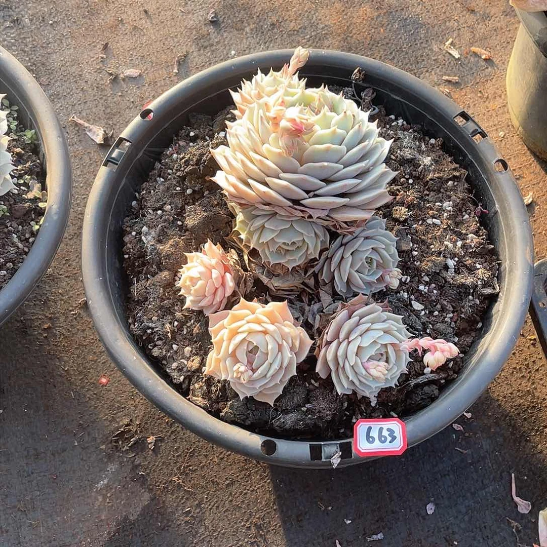 663露娜莲一物一拍多肉