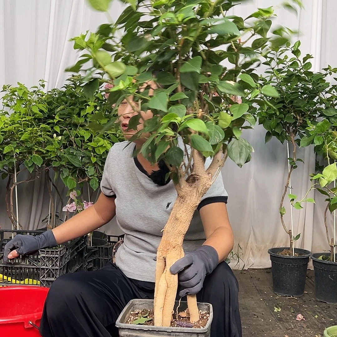 那***锋当前无花栽培后可以开花B22绿樱