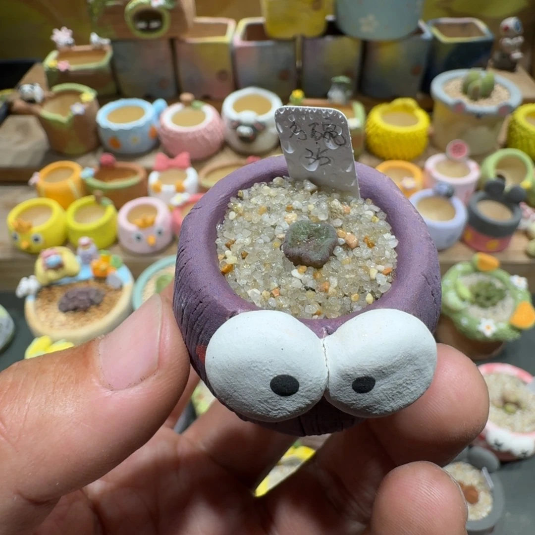 蘑菇1262方碗多肉植物