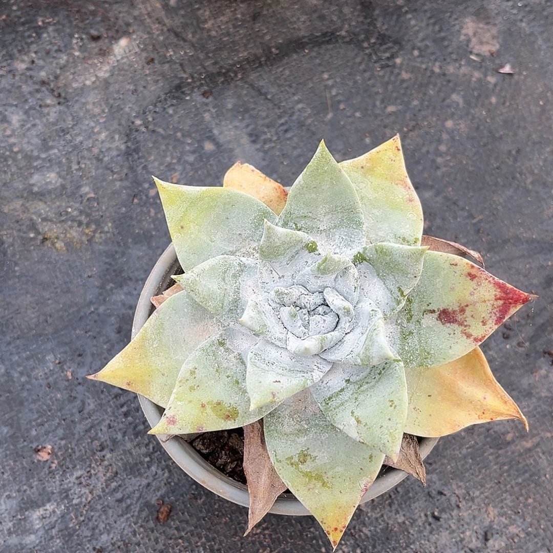 小鹿多肉一物一拍