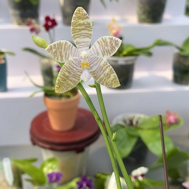 完全开放2.5寸杯盾交蓝路德浓香