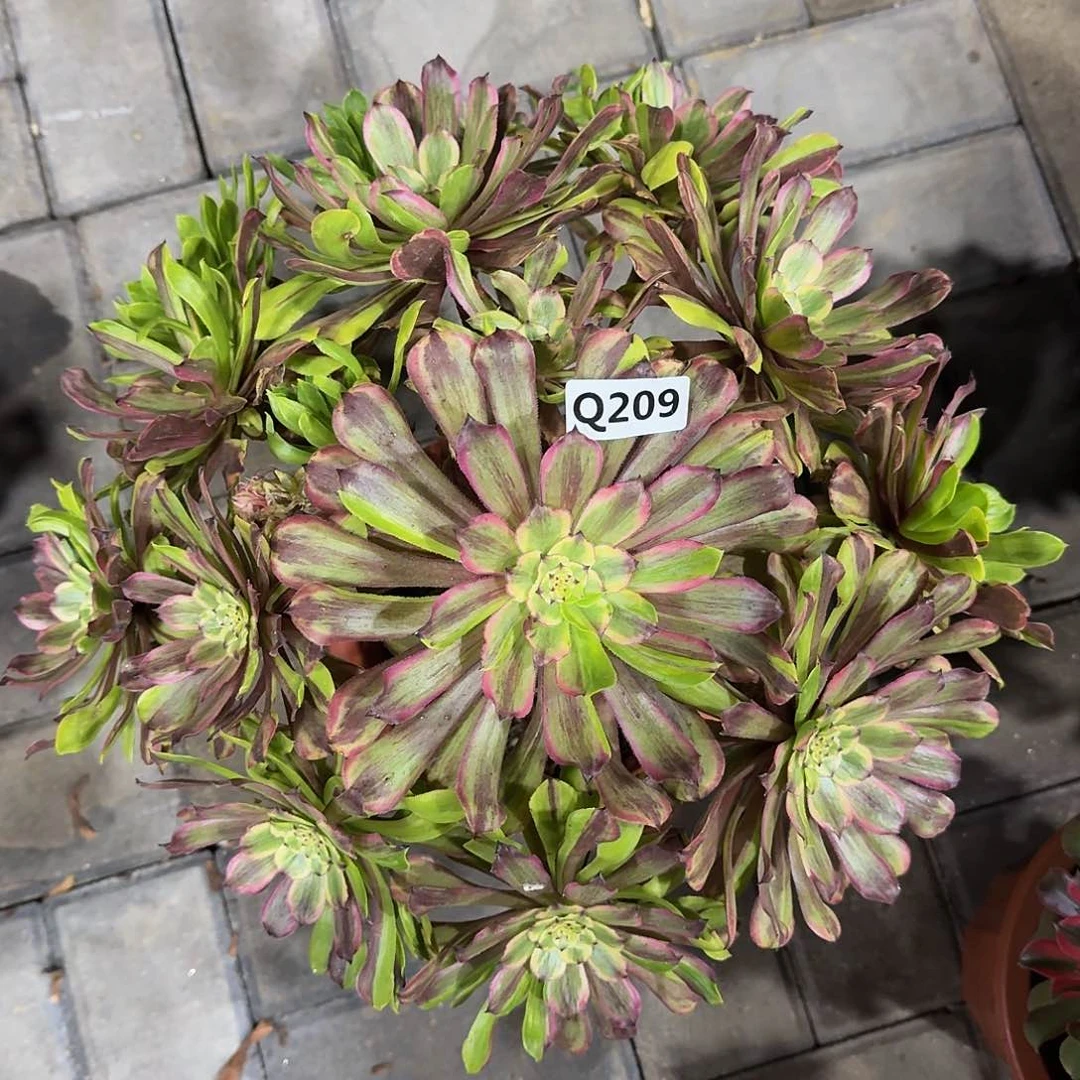 209粉黛33冠服35左右