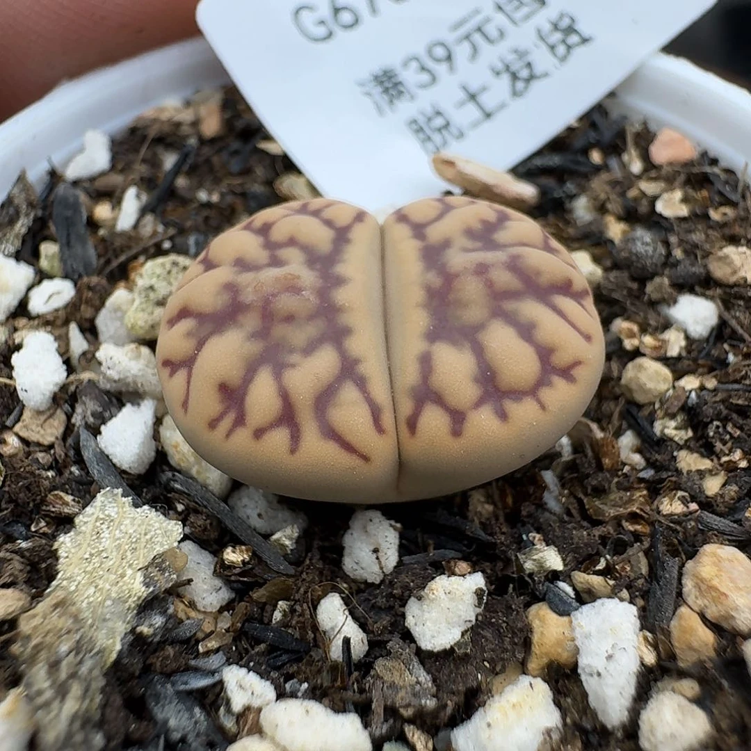 678哈哈哈哈哈哈哈