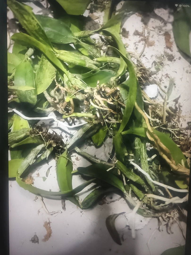 蓝诺比交蓝色戴安娜 分株苗 瑕疵 鲜花绿植