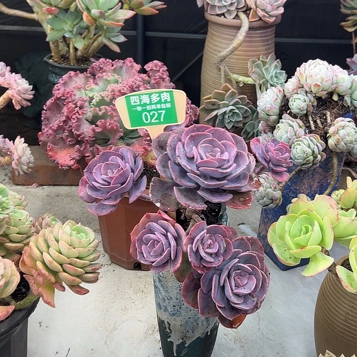 尼***树尘埃多肉植物等027