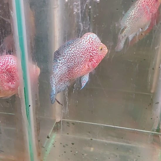 海水鱼222222222222