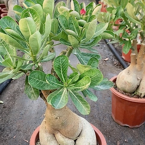 【闪购商品】无花朵L