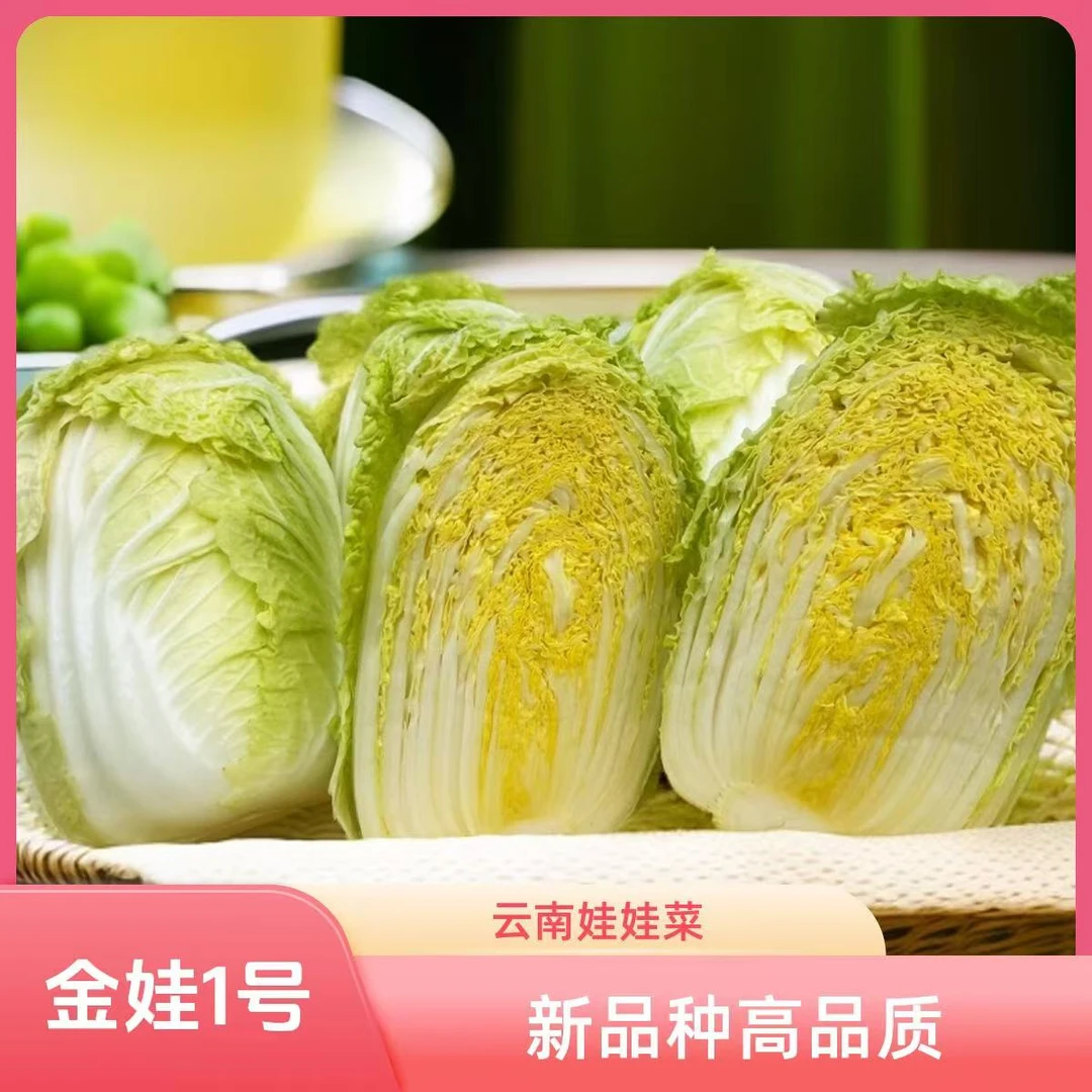 金娃1号云南高山黄心娃娃菜新鲜时令蔬菜清甜脆嫩上汤火锅佳品