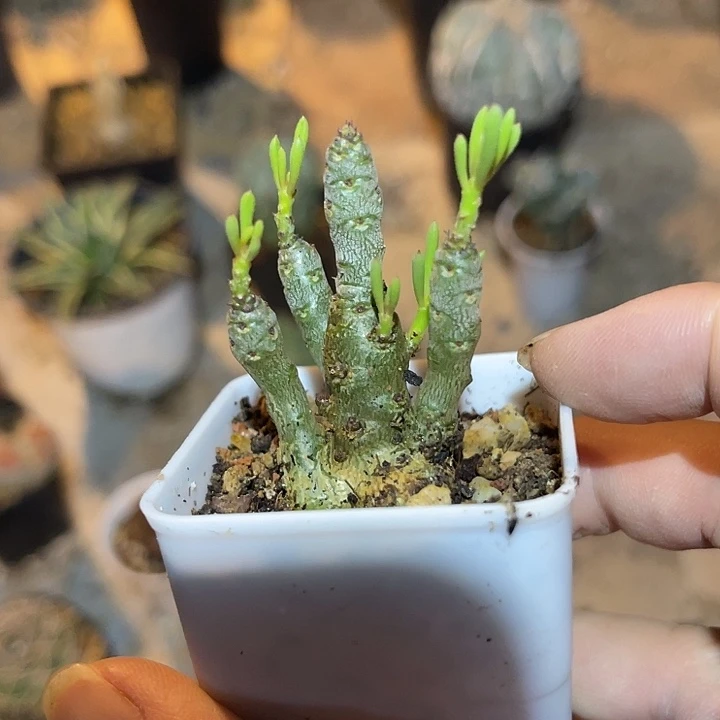 无花朵诱惑奇峰锦一物一拍