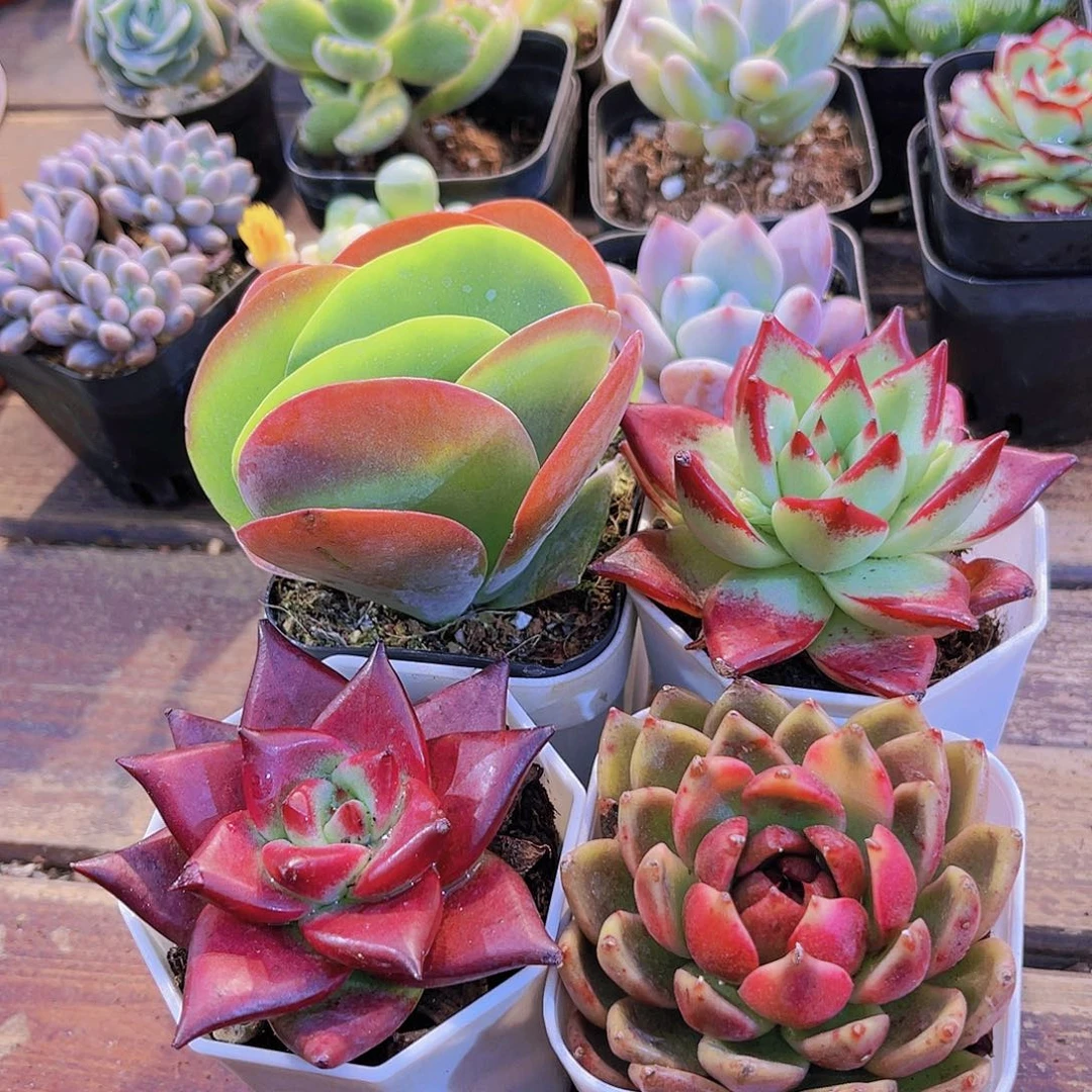 如图4盆11111111111111