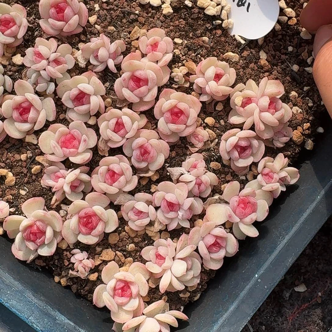 如图琴心叶插苗随机5个量拍