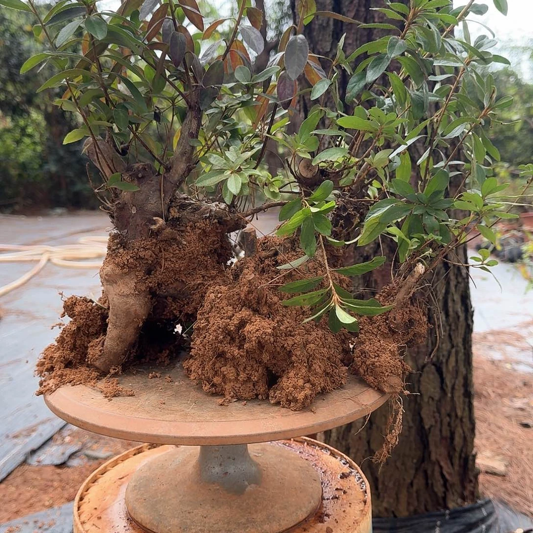 无花朵映山红小桩