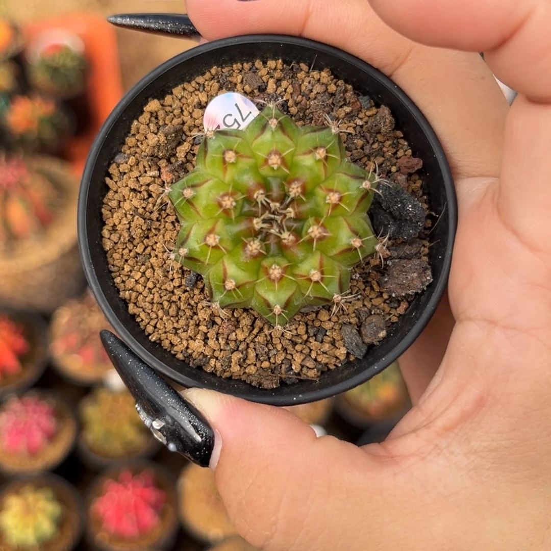 752实生轮回 带盆土 特价捡漏