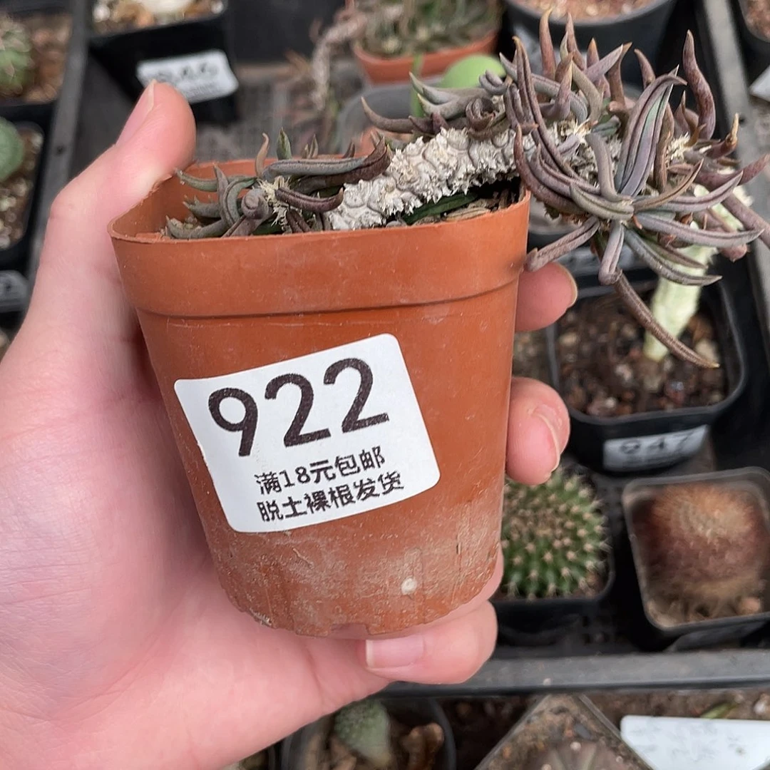 922白桦麒麟（满18包邮）