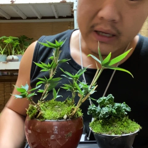 红陶一物一拍所见即所得196