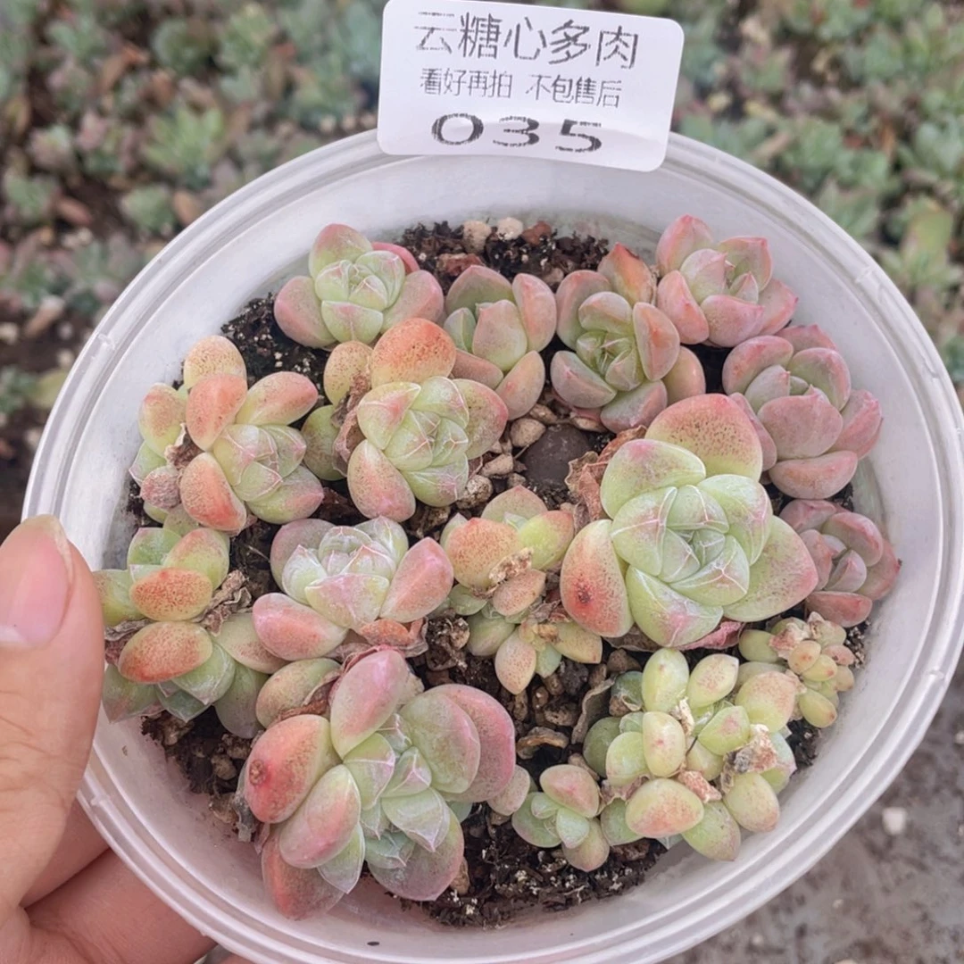 云糖心多肉植物35