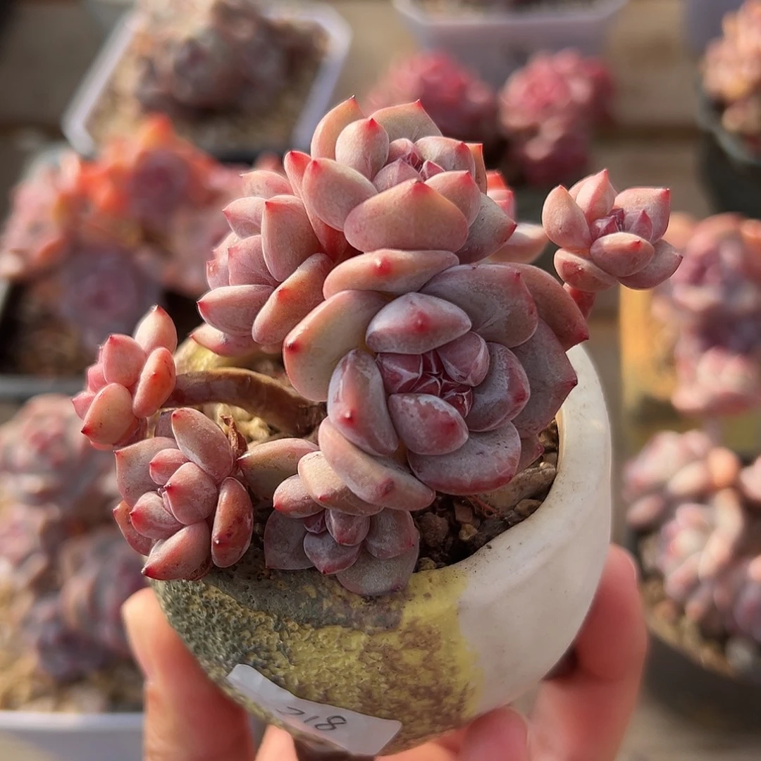 9头金控小脸紫心哈哈