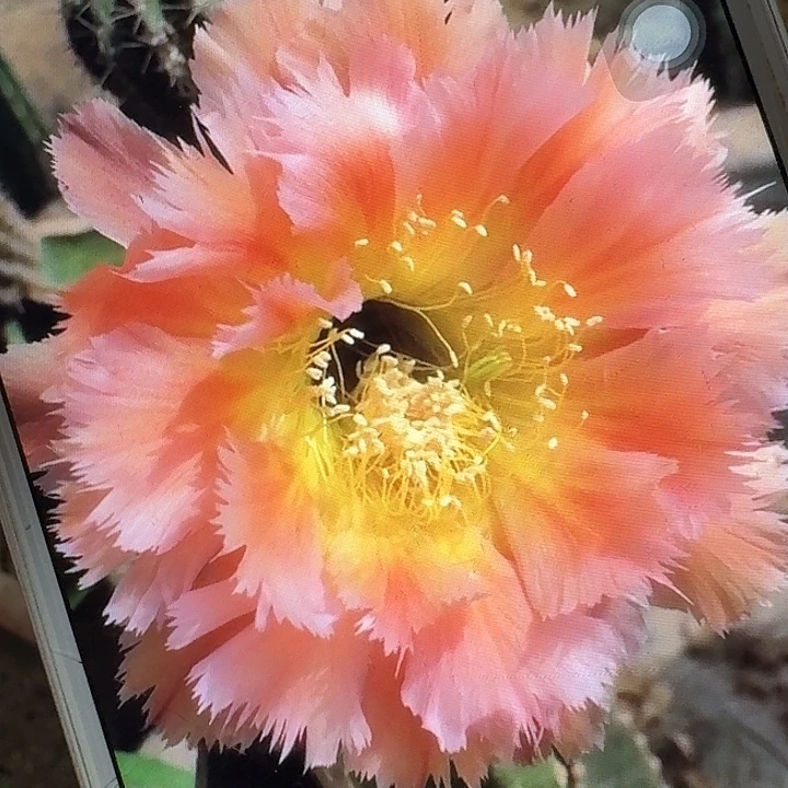 凤一侧芽4公分彩草