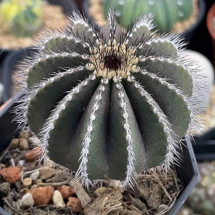 栉刺尤伯球实生仙人球